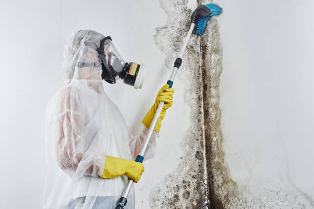 Biohazard Mold Removal in Enon, OH